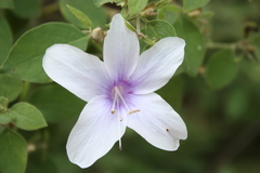 Barleria tomentosa